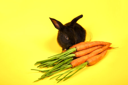 One black bunny sits and eats fresh carrots isolated on yellow background close-up. Farm vegetable. Concept of eco market. Mockup design with copy space. Vitamin food. Organicの写真素材