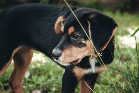 Portrait of puppy dog in collar among grass. Pet walking outdoor in a park. Intent gaze. Young...