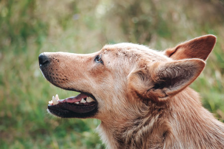 Profile portrait of stray dog in the park waiting for an owner and home. Hungry skinny tired mongrel looking at camera. Concept of street animals problems. Homeless needs helpの写真素材