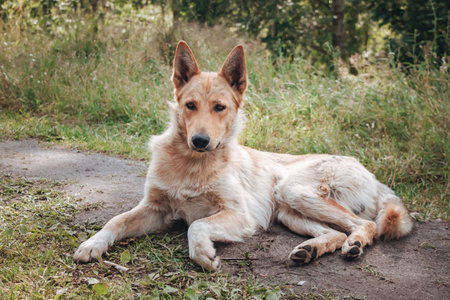 Stray big dog laying on ground in the park waiting for an owner and home. Hungry skinny tired mongrel looking at camera. Concept of street animals problems. Homeless needs helpの写真素材