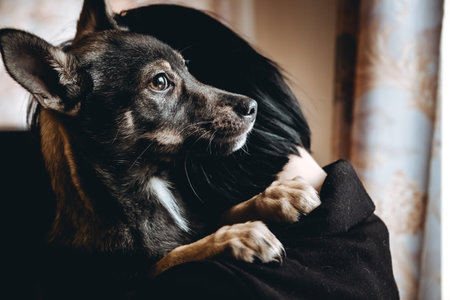 Sad dog is in a volunteer helping hands. An adoption of rescue animal. A lonely lost doggy hugs a human. The person adopts the abandoned homeless dog from a shelter. The pet missesの写真素材