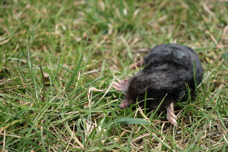 A mole is above ground. Its strong front paws, used for digging underground holes. Concept of trapping and pest control. Underground animals damage lawn. Europaea talpa. Highの写真素材