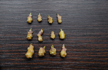 A collection of potatoes covered with sprouted roots, showing their growth patterns. Cut out potato...