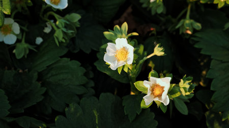 Blooming strawberry plant close-up. Lots of beautiful white flowers of flowering strawberries in home garden. Growing of berries. Fresh green leaves of blossoming bushes. Beauty in nature.の写真素材