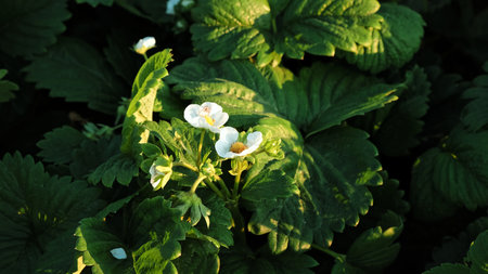 Blooming strawberry plant close-up. Lots of beautiful white flowers of flowering strawberries in home garden. Growing of berries. Fresh green leaves of blossoming bushes. Beauty in nature.の写真素材