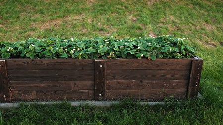 Strawberry bushes in the Wooden High Warm Garden Bed. Elevated Raised Garden Bed for growing plants in Early Spring. Flowering remontant berry variety. Home gardening. Organic healthy food production.の写真素材