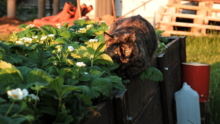 The cat sitting on the high garden bed. Pet hunting outdoor. Stare gaze. Blooming strawberries. Tortoiseshell color fur. Animal in the vegetable garden. Countryside life. Hiding in green grass.の写真素材