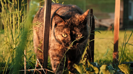 The cat is on the hunt. A predator on the prowl. Tortoiseshell coat color. Search for prey among grass of garden. Predatory behavior of hungry animal. Gaze look. Domestic pet hunting outdoor.の写真素材