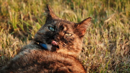 Portrait of a cat showing its tongue. Tortoiseshell coat color. The pet is lying resting while sunbathing. Outdoor relaxation. High quality photo.の写真素材