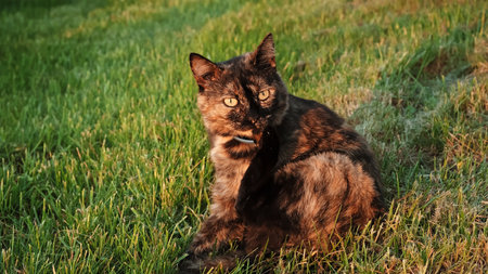 A cat sits and licks under its tail. A clean animal licking itself. Pet Grooming Itself At The Garden. Stray animal. Close-up Shot. High quality 4k footage.の写真素材
