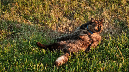 A cat licks itself lying on the grass. Licking the armpits and the side. Pet walking outdoor. Tortoiseshell fur color. The concept of lazy and happy life of domestic animals. Habits and behavior.の写真素材
