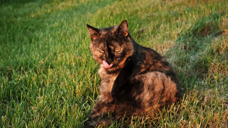 A cat sits and licks itself. Pet with tongue Grooming Itself At The Garden in sunrays. Stray animal. Close-up Shot.の写真素材