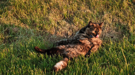 A cat licks itself lying on the grass. Licking the armpits and the side. Pet walking outdoor. Tortoiseshell fur color. The concept of lazy and happy life of domestic animals. Habits and behavior.の写真素材
