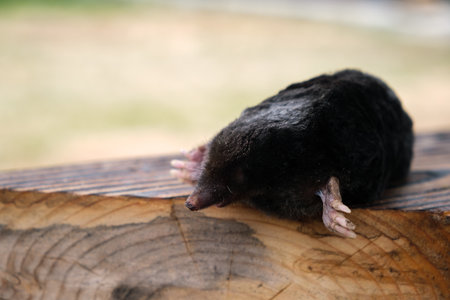 A mole is on the sand land surface in the garden. Talpa europaea side view close-up. Animal with black fur. Garden pest concept. Exhibit of zoology museum. High quality photo.の写真素材