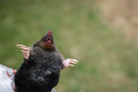 Animal humor. A caught mole on a lawn background. Europaea talpa. Good mood. Concept of a great sense of humor or self-irony. Laughing snout with a big smile. Funny joke.の写真素材