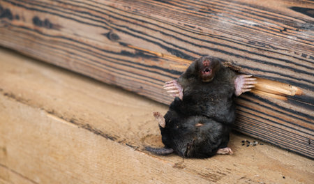 Animal humor. A mole sits on a wooden background as exhibit at a nature museum. Europaea talpa. Good mood. Concept of a great sense of humor or self-irony. Laughing snout with a big smile. Funny joke.の写真素材