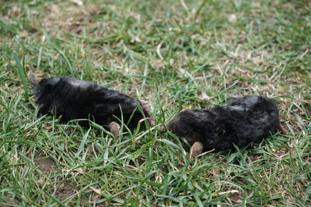 Two moles is on the surface of green grass in the garden. Talpa europaea side view close-up. Animal with black fur. Garden pest concept. Lawn saving problems. High quality photo.の写真素材