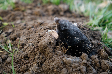 Mole crawling out of molehill above ground. Strong front paws used for digging runs underground. Mole trapping, pest control. Underground creatures. Europaea talpa. High quality photo.の写真素材
