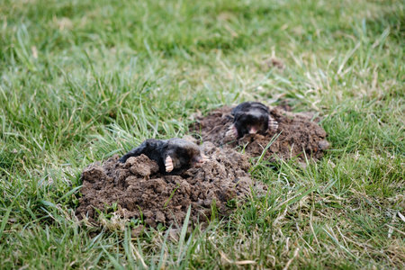 Two moles is on the surface of molehill among green grass in the garden. Talpa europaea side view close-up. Animal with black fur. Garden pest concept. Lawn saving problems. High quality photo.の写真素材
