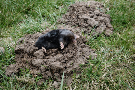 Mole crawling out of molehill above ground. Strong front paws used for digging runs underground....