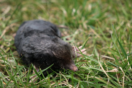 A mole is above ground. Its strong front paws, used for digging underground holes. Concept of trapping and pest control. Underground animals damage lawn. Europaea talpa. Highの写真素材