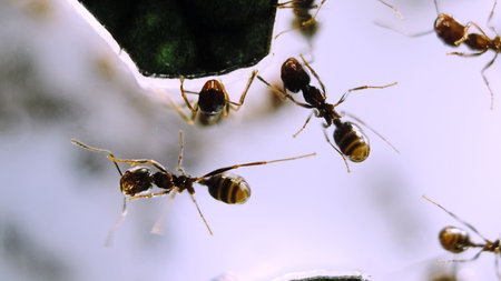 Colony of black reapers messor structor ants in a acrylic Formicariums tunnels close-up side view. Observation of the animals lifestyle. Ant farm. High Quality.の写真素材