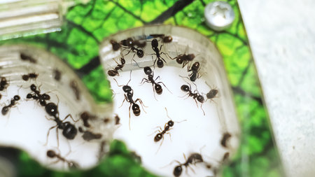 Colony of black reapers messor structor ants in a acrylic Formicarium close-up top view. Observation of the stages of ants development. Working teamwork. A big family Concept. Highの写真素材