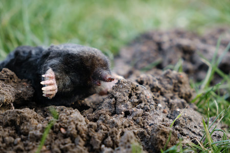 Mole crawling out of molehill above ground. Strong front paws used for digging runs underground. Mole trapping, pest control. Underground creatures damage lawn. Europaea talpaの写真素材