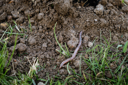 Earthworm in black soil of molehill. Close-up view of the worm crawls away from the mole hole....