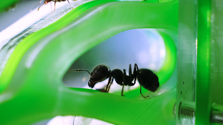 The ant queen close-up side view. Ant soldier. Colony of black reapers messor structor ants in a green acrylic Formicarium. Observation of the stages of development from eggs toの写真素材
