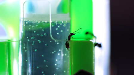 The ant near the drinking pipe. Water with bubbles. Colony of black reapers messor structor ants in a formicarium close-up side view. Observation of the ant farm lifestyle. Highの写真素材