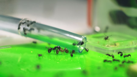 An ant transfers another. A colony of black reaper ants is relocating through a pipe to an acrylic formicarium. Observation of the animals lifestyle. An ant farm. Small pets.の写真素材