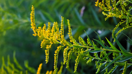 The Canadian goldenrod has taken over the field and displaced all other plants. Yellow flowers in...