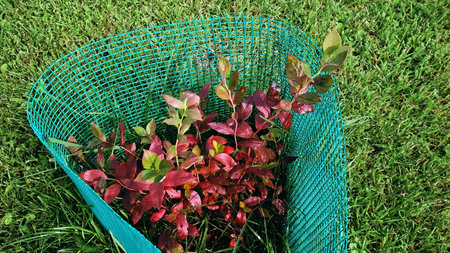 Red leaves on the Blueberry bush in the garden. Autumn season. The shrub is protected by a mesh from...