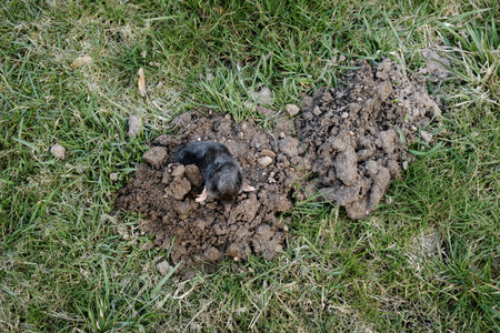 Mole crawling out of molehill above ground. Strong front paws used for digging runs underground....