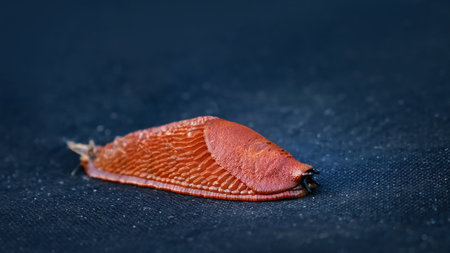 Spanish slug killer moves slowly on agrofibre. Agricultural pest threat crops, invader consume vegetation. Creeping invasive molluscs. High quality photo.の写真素材