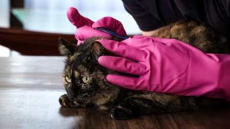 Vet doctor holds cat applying drops at withers, medicine from parasites, ticks, worms and fleas. Blister from parasites for animals. Hands in gloves. Pet treated with parasiteの写真素材