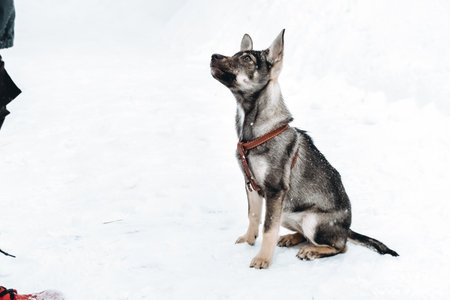 A dog is sitting in a snowy field in winter. Outdoor training. Trained mongrel dog sits and waits to the owner. Concept of friendship, devotion and loyalty. Side view. High qualityの写真素材