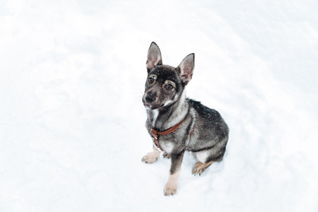 A dog is sitting in a snowy field in winter. Outdoor training. Trained mongrel dog sits and waits to the owner. Concept of friendship, devotion and loyalty. Top view. High qualityの写真素材