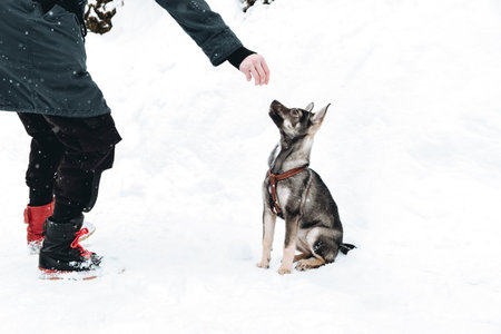 Dog Training and Bonding. The sit command in a snowy field in winter. Outdoor walk. Trained mongrel...