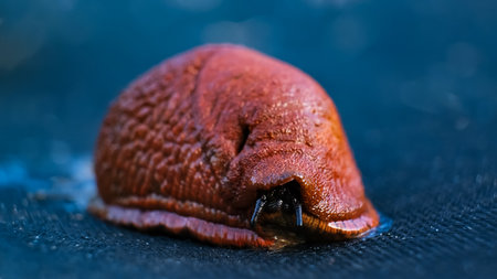Spanish slug moves slowly on agrofibre. Agricultural pest threat crops, consume vegetation. Creeping invasive molluscs. High quality photo.の写真素材