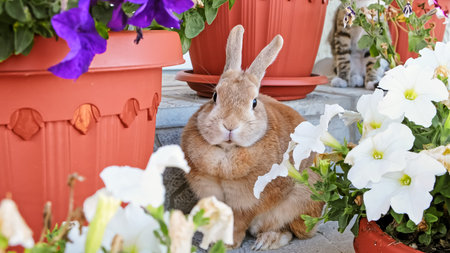 A beige decorative rabbit is sitting among flowers. Cute bunny looking at camera. Adorable pet on a walk in a country house. Domestic animal. High quality photo.の写真素材