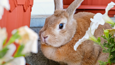 A beige decorative rabbit hids sitting among flowers. Cute Easter Bunny looking at camera. Adorable pet on a walk in a country house. Domestic animal. High quality photo.の写真素材