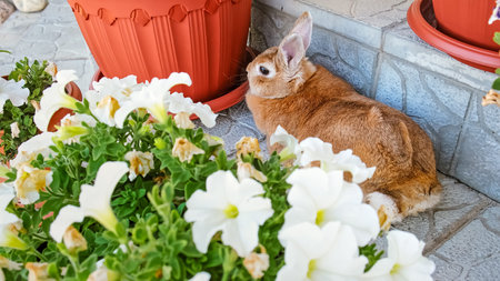 A beige decorative rabbit lying among flowers. Cute Easter Bunny resting outdoor. Adorable pet on a walk in a country house. Domestic animal. High quality photo.の写真素材