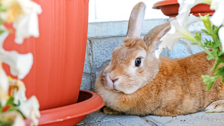 A beige decorative rabbit lying among flowers. Cute bunny looking at camera. Adorable pet on a walk...
