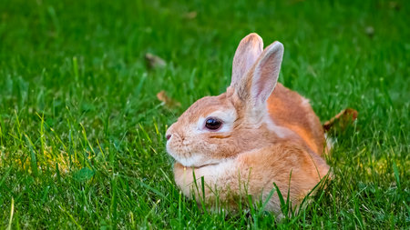 Brown rabbit sitting on grass. Animal outdoors. Young rabbit exploring the environment. High quality...