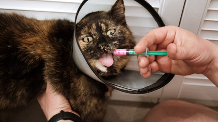 Close-up cat while owner gives a pink drug by insert syringe into back corner of mouth and slowly dispense the medication. Pet in Elizabethan collar on neck. Animal treatment. High