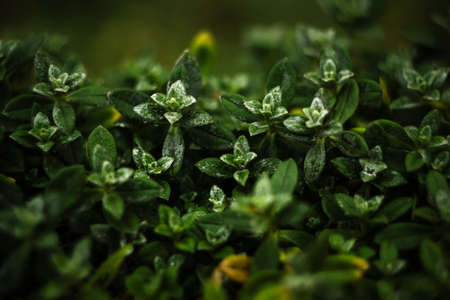 green grass in the morning after rain
