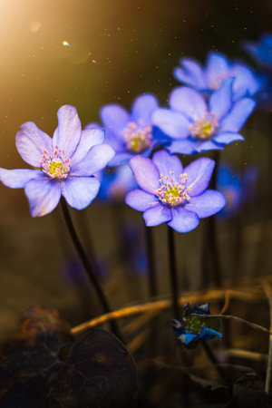 spring flower with dew drops in the sun, blue anemones, forest flowers, spring forestの写真素材