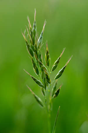 beautiful view of natural scenery, spikelets of grass, spring's field, spikelets, field's grassの写真素材